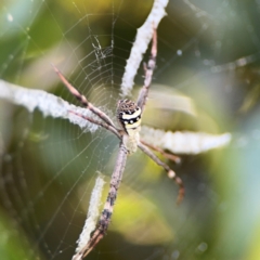 Argiope keyserlingi at New Italy, NSW - 30 Jul 2024 02:05 PM