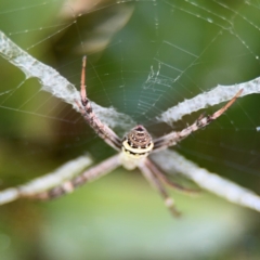 Argiope keyserlingi at New Italy, NSW - 30 Jul 2024 02:05 PM
