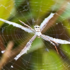 Argiope keyserlingi at New Italy, NSW - 30 Jul 2024 02:05 PM