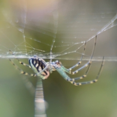 Leucauge dromedaria at New Italy, NSW - 30 Jul 2024 by Hejor1