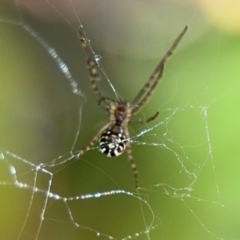 Leucauge dromedaria at New Italy, NSW - 30 Jul 2024 02:04 PM