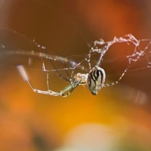 Leucauge dromedaria at New Italy, NSW - 30 Jul 2024 02:04 PM