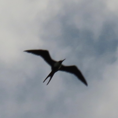 Fregata ariel (Lesser Frigatebird) at Mission River, QLD - 31 Jul 2024 by lbradley