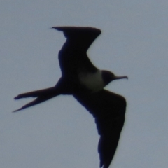 Fregata ariel at Mission River, QLD - 31 Jul 2024 05:14 PM
