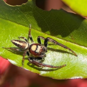 Opisthoncus sp. (genus) at New Italy, NSW - 30 Jul 2024 02:02 PM