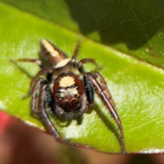 Opisthoncus sp. (genus) at New Italy, NSW - 30 Jul 2024 02:02 PM