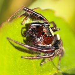 Opisthoncus sp. (genus) at New Italy, NSW - 30 Jul 2024 02:02 PM