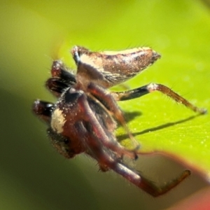 Opisthoncus sp. (genus) at New Italy, NSW - 30 Jul 2024 02:02 PM