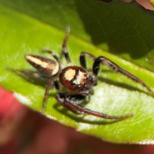 Opisthoncus sp. (genus) at New Italy, NSW - 30 Jul 2024 02:02 PM