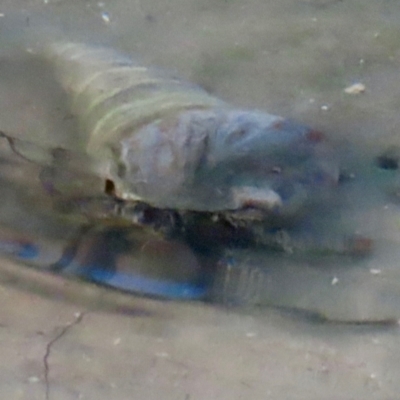 Unverified Sea Snail or Limpet (Gastropoda) at Mission River, QLD - 31 Jul 2024 by lbradley