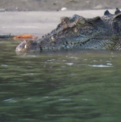 Crocodylus porosus at Mission River, QLD - 31 Jul 2024 by lbradley