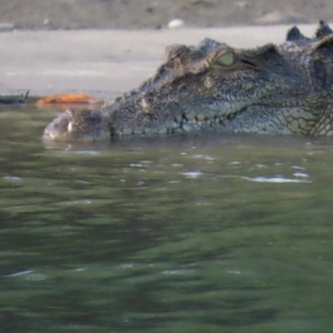 Crocodylus porosus at Mission River, QLD - 31 Jul 2024