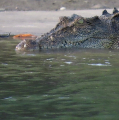 Crocodylus porosus at Mission River, QLD - 31 Jul 2024 by lbradley