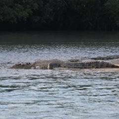 Crocodylus porosus at Mission River, QLD - 31 Jul 2024