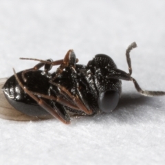 Scelionidae (family) at Melba, ACT - 30 Jul 2024