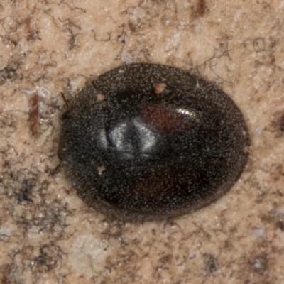 Coccinellidae (family) (Unidentified lady beetle) at Melba, ACT - 30 Jul 2024 by kasiaaus