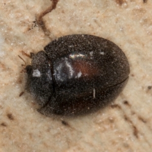 Coccinellidae (family) at Melba, ACT - 30 Jul 2024