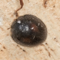 Coccinellidae (family) at Melba, ACT - 30 Jul 2024