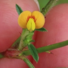 Stylosanthes (genus) (Stylo) at Shelburne, QLD - 31 Jul 2024 by lbradley