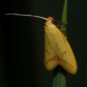 Aeolothapsa malacella at Freshwater Creek, VIC - 5 Nov 2022 11:15 PM