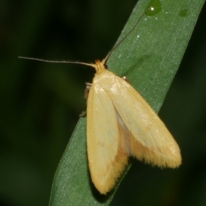 Aeolothapsa malacella at Freshwater Creek, VIC - 6 Nov 2022