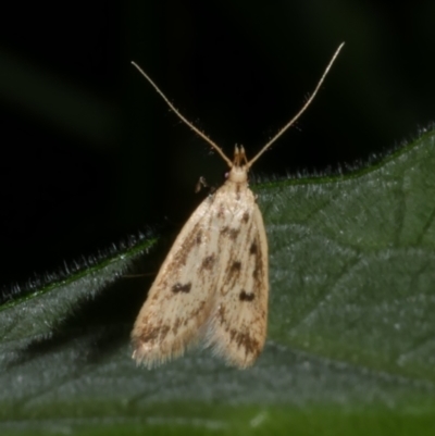 Atheropla psammodes (A Concealer moth (Eulechria group)) at Freshwater Creek, VIC - 6 Nov 2022 by WendyEM