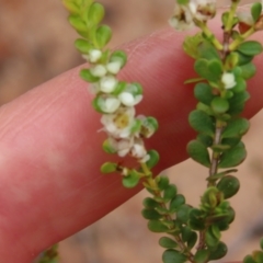 Thryptomene oligandra at Shelburne, QLD - 30 Jul 2024 by lbradley