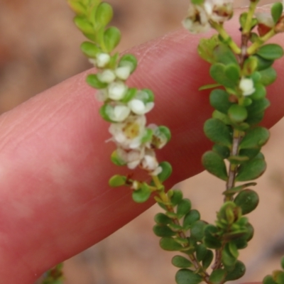 Thryptomene oligandra at Shelburne, QLD - 30 Jul 2024 by lbradley