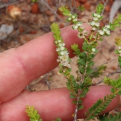 Thryptomene oligandra at Shelburne, QLD - 31 Jul 2024