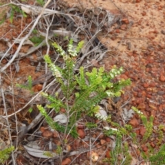 Thryptomene oligandra at Shelburne, QLD - 31 Jul 2024