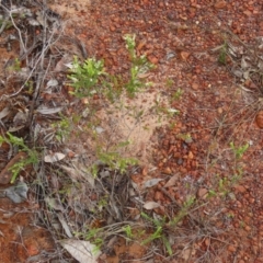 Thryptomene oligandra at Shelburne, QLD - 31 Jul 2024 09:25 AM