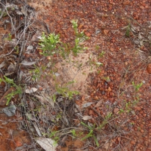 Thryptomene oligandra at Shelburne, QLD - 31 Jul 2024 09:25 AM