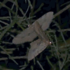 Poecilasthena scoliota (A Geometer moth (Larentiinae)) at Freshwater Creek, VIC - 6 Nov 2022 by WendyEM