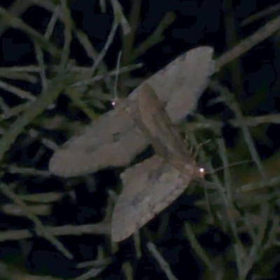 Poecilasthena scoliota (A Geometer moth (Larentiinae)) at Freshwater Creek, VIC - 6 Nov 2022 by WendyEM