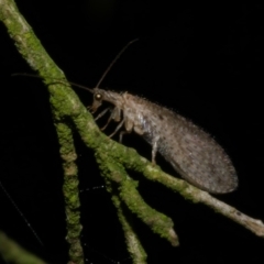 Micromus tasmaniae (Tasmanian Brown Lacewing) at Freshwater Creek, VIC - 6 Nov 2022 by WendyEM