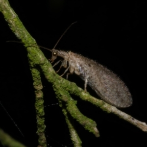 Micromus tasmaniae at Freshwater Creek, VIC - 6 Nov 2022 11:29 PM