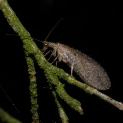 Micromus tasmaniae (Tasmanian Brown Lacewing) at Freshwater Creek, VIC - 6 Nov 2022 by WendyEM