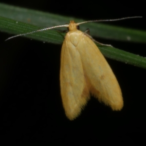 Aeolothapsa malacella at Freshwater Creek, VIC - 8 Nov 2022 09:05 PM