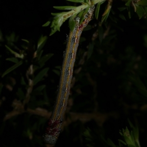 Chlenias (genus) at Freshwater Creek, VIC - 8 Nov 2022 09:58 PM