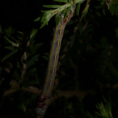 Chlenias (genus) (A looper moth) at Freshwater Creek, VIC - 8 Nov 2022 by WendyEM