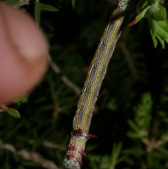 Chlenias (genus) at Freshwater Creek, VIC - 8 Nov 2022