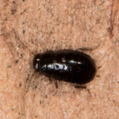Blattidae sp. (family) (Unidentified blattid cockroach) at Melba, ACT - 30 Jul 2024 by kasiaaus