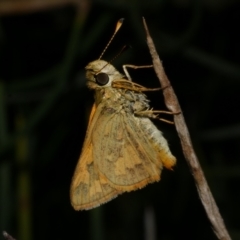 Ocybadistes walkeri at Freshwater Creek, VIC - 8 Nov 2022 by WendyEM