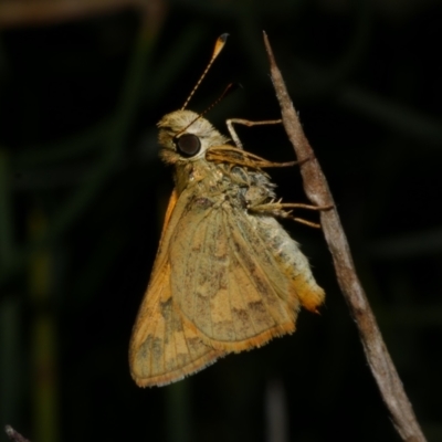 Ocybadistes walkeri (Green Grass-dart) at Freshwater Creek, VIC - 8 Nov 2022 by WendyEM