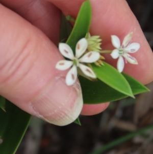 Schelhammera multiflora at Shelburne, QLD - 31 Jul 2024