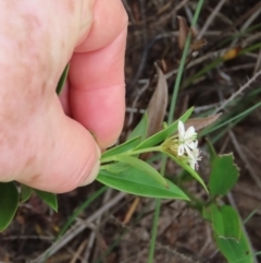 Schelhammera multiflora at Shelburne, QLD - 31 Jul 2024