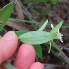 Schelhammera multiflora at Shelburne, QLD - 31 Jul 2024 09:16 AM