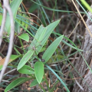 Schelhammera multiflora at Shelburne, QLD - 31 Jul 2024