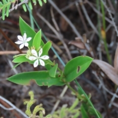 Schelhammera multiflora at Shelburne, QLD - 31 Jul 2024 09:16 AM