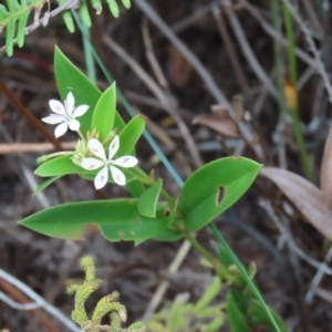 Schelhammera multiflora at Shelburne, QLD - 31 Jul 2024